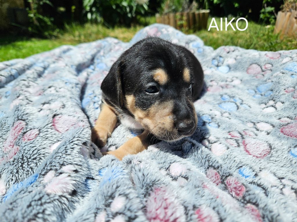 Des Bruyères Provençales - Chiots disponibles - Chien nu du Perou