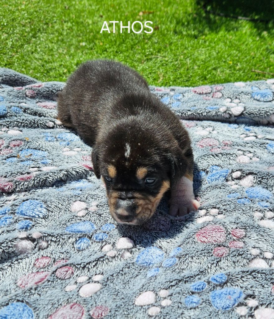 Des Bruyères Provençales - Chiots disponibles - Chien nu du Perou