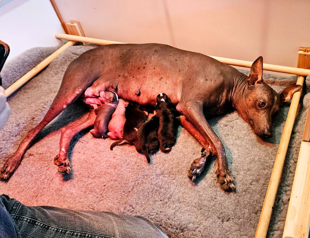 Chiot Chien nu du Perou Des Bruyères Provençales