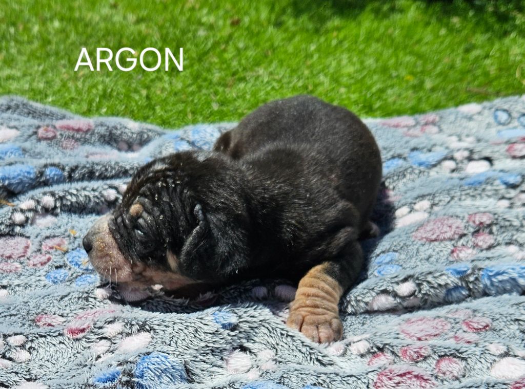 Des Bruyères Provençales - Chiots disponibles - Chien nu du Perou